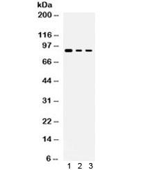 ATXN1 / SCA1 Antibody