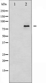 ATXN1 / SCA1 Antibody - Western blot analysis of Ataxin 1 expression in NIH-3T3 whole cells lysates. The lane on the left is treated with the antigen-specific peptide.