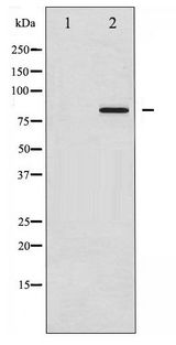 ATXN1 / SCA1 Antibody - Western blot of Ataxin 1 phosphorylation expression in Adriamycin treated HepG2 whole cell lysates,The lane on the left is treated with the antigen-specific peptide.