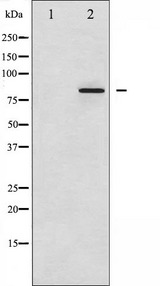 ATXN1 / SCA1 Antibody - Western blot analysis of Ataxin 1 phosphorylation expression in Adriamycin treated HepG2 whole cells lysates. The lane on the left is treated with the antigen-specific peptide.
