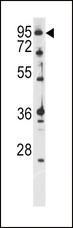 ATXN1 / SCA1 Antibody - Western blot of anti-ATXN1 Antibody (S776) in CEM cell line lysates (35 ug/lane). ATXN1 (arrow) was detected using the purified antibody.