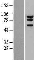ATXN1 / SCA1 Protein - Western validation with an anti-DDK antibody * L: Control HEK293 lysate R: Over-expression lysate