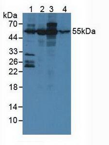 ATXN10 / SCA10 Antibody - Western Blot; Sample: Lane1: Human 293T Cells; Lane2: Human Hela Cells; Lane3: Porcine Kidney Tissue; Lane4: Porcine Brain Tissue.
