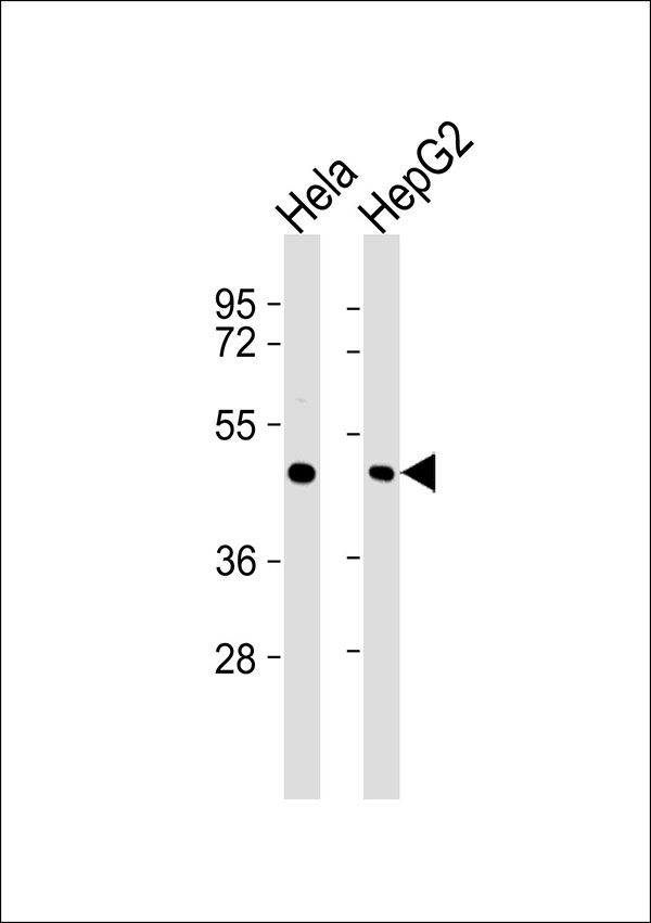 ATXN10 / SCA10 Antibody - All lanes : Anti-Ataxin 10 Antibody at 1:1000 dilution Lane 1: HeLa whole cell lysates Lane 2: HepG2 whole cell lysates Lysates/proteins at 20 ug per lane. Secondary Goat Anti-Rabbit IgG, (H+L),Peroxidase conjugated at 1/10000 dilution Predicted band size : 53 kDa Blocking/Dilution buffer: 5% NFDM/TBST.