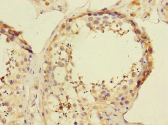 ATXN10 / SCA10 Antibody - Immunohistochemistry of paraffin-embedded human testis tissue at dilution 1:100