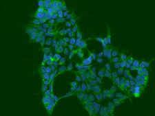 ATXN10 / SCA10 Antibody - Immunofluorescence staining of ATXN10 in Hek293 cells. Cells were fixed with 4% PFA, blocked with 10% serum, and incubated with rabbit anti-Human ATXN10 polyclonal antibody (dilution ratio 1:100) at 4°C overnight. Then cells were stained with the Alexa Fluor 488-conjugated Goat Anti-rabbit IgG secondary antibody (green) and counterstained with DAPI (blue). Positive staining was localized to Cytoplasm.