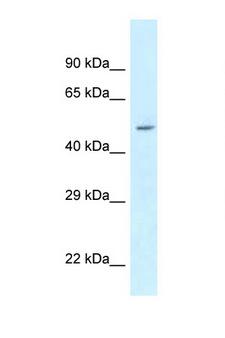ATXN10 / SCA10 Antibody - ATXN10 / Ataxin-10 antibody Western blot of 293T Cell lysate. Antibody concentration 1 ug/ml.  This image was taken for the unconjugated form of this product. Other forms have not been tested.