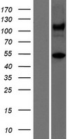 ATXN10 / SCA10 Protein - Western validation with an anti-DDK antibody * L: Control HEK293 lysate R: Over-expression lysate