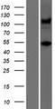 ATXN10 / SCA10 Protein - Western validation with an anti-DDK antibody * L: Control HEK293 lysate R: Over-expression lysate
