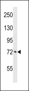 ATXN1L Antibody - ATXN1L Antibody western blot of A549 cell line lysates (35 ug/lane). The ATXN1L antibody detected the ATXN1L protein (arrow).
