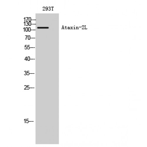 ATXN2L Antibody - Western blot of Ataxin-2L antibody