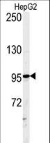 ATXN2L Antibody - Western blot of ATXN2L Antibody in HepG2 cell line lysates (35 ug/lane). ATXN2L (arrow) was detected using the purified antibody.