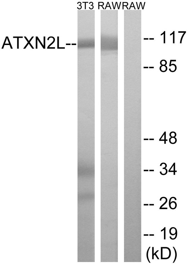 ATXN2L Antibody - Western blot analysis of lysates from NIH/3T3 and RAW264.7 cells, using ATXN2L Antibody. The lane on the right is blocked with the synthesized peptide.