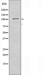 ATXN2L Antibody - Western blot analysis of extracts of 3T3 cells using ATXN2L antibody.