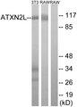 ATXN2L Antibody - Western blot analysis of extracts from 3T3 cells and RAW264.7 cells, using ATXN2L antibody.