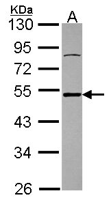 ATXN3 / JOS Antibody - Sample (30 ug of whole cell lysate). A: U87-MG. 10% SDS PAGE. ATXN3 / JOS antibody diluted at 1:1000.