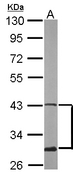 ATXN3 / JOS Antibody - Sample (50 ug of whole cell lysate). A: mouse brain. 10% SDS PAGE. ATXN3 / JOS antibody diluted at 1:500.