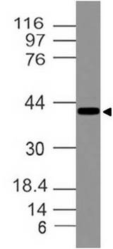 ATXN3 / JOS Antibody - Fig-1: Western blot analysis of Ataxin-3. Anti-Ataxin-3 was tested at 4 µg/ml on HT-29 lysate.