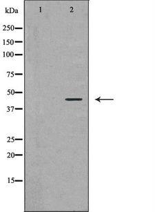 ATXN3 / JOS Antibody - Western blot analysis of MCF-7 lysate using ATXN3 antibody. The lane on the left is treated with the antigen-specific peptide.