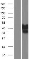 ATXN3 / JOS Protein - Western validation with an anti-DDK antibody * L: Control HEK293 lysate R: Over-expression lysate