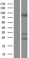ATXN7 / SCA7 / Ataxin-7 Protein - Western validation with an anti-DDK antibody * L: Control HEK293 lysate R: Over-expression lysate