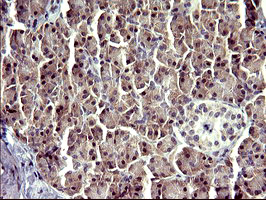 ATXN7L1 Antibody - IHC of paraffin-embedded Human pancreas tissue using anti-ATXN7L1 mouse monoclonal antibody. (Heat-induced epitope retrieval by 10mM citric buffer, pH6.0, 120°C for 3min).