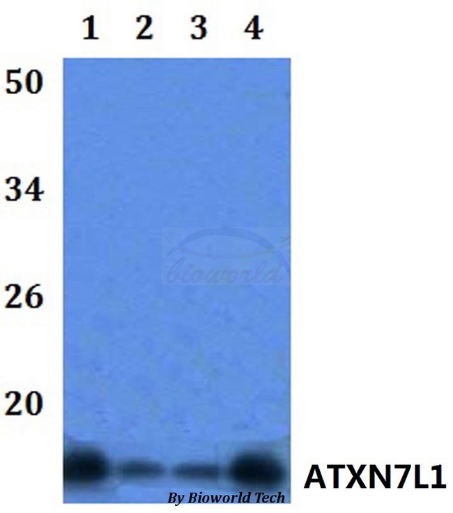 ATXN7L1 Antibody - Western blot of ATXN7L1 antibody at 1:500 dilution. Lane 1: HEK293T whole cell lysate. Lane 2: Raw264.7 whole cell lysate. Lane 3: H9C2 whole cell lysate. Lane 4: HELA whole cell.