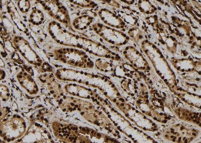 ATXN7L1 Antibody - 1:100 staining human kidney tissue by IHC-P. The sample was formaldehyde fixed and a heat mediated antigen retrieval step in citrate buffer was performed. The sample was then blocked and incubated with the antibody for 1.5 hours at 22°C. An HRP conjugated goat anti-rabbit antibody was used as the secondary.