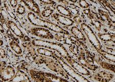 ATXN7L1 Antibody - 1:100 staining human kidney tissue by IHC-P. The sample was formaldehyde fixed and a heat mediated antigen retrieval step in citrate buffer was performed. The sample was then blocked and incubated with the antibody for 1.5 hours at 22°C. An HRP conjugated goat anti-rabbit antibody was used as the secondary.