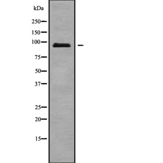 ATXN7L1 Antibody - Western blot analysis of ATXN7L1 isoform 2 using COLO205 whole cells lysates
