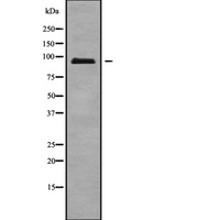 ATXN7L1 Antibody - Western blot analysis of ATXN7L1 isoform 2 using COLO205 whole cells lysates