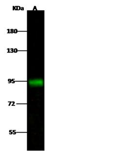 ATXN7L1 Antibody - Anti-ATXN7L1 rabbit polyclonal antibody at 1:500 dilution. Lane A: MCF7 Whole Cell Lysate. Lysates/proteins at 30 ug per lane. Secondary: Goat Anti-Rabbit IgG H&L (Dylight 800) at 1/10000 dilution. Developed using the Odyssey technique. Performed under reducing conditions. Predicted band size: 89 kDa. Observed band size: 93 kDa.