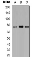 ATXN7L2 Antibody - Western blot analysis of Ataxin 7L2 expression in HEK293T (A); Raw264.7 (B); H9C2 (C) whole cell lysates.
