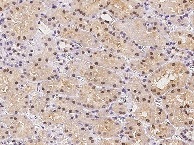 ATXN7L2 Antibody - Immunochemical staining of human ATXN7L2 in human kidney with rabbit polyclonal antibody at 1:500 dilution, formalin-fixed paraffin embedded sections.
