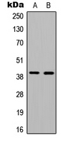 ATXN7L3 Antibody - Western blot analysis of Ataxin 7L3 expression in HEK293T (A); MCF7 (B) whole cell lysates.