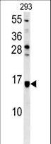 ATXN7L3B Antibody - LOC552889 Antibody western blot of 293 cell line lysates (35 ug/lane). The LOC552889 antibody detected the LOC552889 protein (arrow).