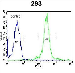 ATXN7L3B Antibody - LOC552889 Antibody flow cytometry of 293 cells (right histogram) compared to a negative control cell (left histogram). FITC-conjugated goat-anti-rabbit secondary antibodies were used for the analysis.