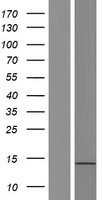 ATXN7L3B Protein - Western validation with an anti-DDK antibody * L: Control HEK293 lysate R: Over-expression lysate