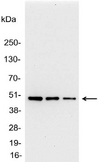 AU1 Tag Antibody - Detection of AU1-tagged protein in 200, 100, and 50ng of E. coli lysate containing tagged fusion protein