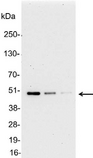AU5 Tag Antibody - Detection of AU5-tagged protein in 200, 100, and 50ng of E. coli lysate containing tagged fusion protein