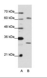 AUH Antibody - A: Marker, B: HepG2 Cell Lysate.  This image was taken for the unconjugated form of this product. Other forms have not been tested.
