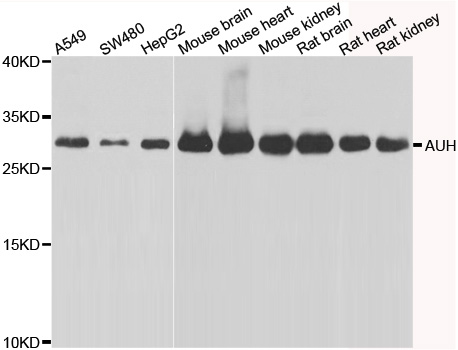 AUH Antibody - Western blot analysis of extracts of various cell lines.