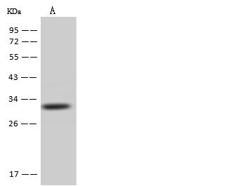 AUH Antibody - Anti-AUH rabbit polyclonal antibody at 1:500 dilution. Lane A: HepG2 Whole Cell Lysate. Lysates/proteins at 30 ug per lane. Secondary: Goat Anti-Rabbit IgG (H+L)/HRP at 1/10000 dilution. Developed using the ECL technique. Performed under reducing conditions. Predicted band size: 32 kDa. Observed band size: 32 kDa.