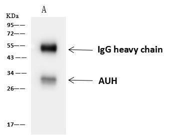 AUH Antibody - AUH was immunoprecipitated using: Lane A: 0.5 mg HepG2 Whole Cell Lysate. 4 uL anti-AUH rabbit polyclonal antibody and 60 ug of Immunomagnetic beads Protein A/G. Primary antibody: Anti-AUH rabbit polyclonal antibody, at 1:100 dilution. Secondary antibody: Goat Anti-Rabbit IgG (H+L)/HRP at 1/10000 dilution. Developed using the ECL technique. Performed under reducing conditions. Predicted band size: 32 kDa. Observed band size: 32 kDa.