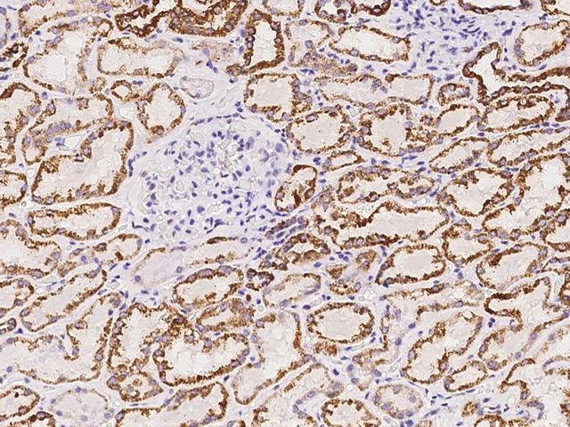 AUH Antibody - Immunochemical staining of human AUH in human kidney with rabbit polyclonal antibody at 1:300 dilution, formalin-fixed paraffin embedded sections.