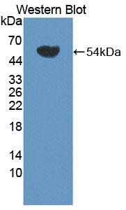AUP1 Antibody - Western blot of AUP1 antibody.