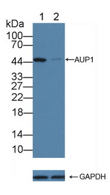 AUP1 Antibody - Knockout Varification: Lane 1: Wild-type Jurkat cell lysate; Lane 2: AUP1 knockout Jurkat cell lysate; Predicted MW: 53,46,41kd Observed MW: 45kd Primary Ab: 1µg/ml Rabbit Anti-Human AUP1 Antibody Second Ab: 0.2µg/mL HRP-Linked Caprine Anti-Rabbit IgG Polyclonal Antibody