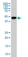 AURKA / Aurora-A Antibody - STK6 monoclonal antibody (M01), clone 5F8 Western blot of STK6 expression in HeLa NE.