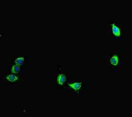 AURKA / Aurora-A Antibody - Immunofluorescent analysis of HeLa cells diluted at 1:100 and Alexa Fluor 488-congugated AffiniPure Goat Anti-Rabbit IgG(H+L)