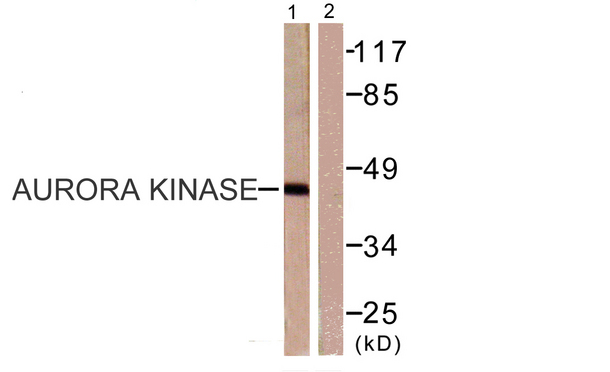 AURKA / Aurora-A Antibody - Western blot analysis of lysates from 293 cells, treated with serum 20% 15', using Aurora Kinase Antibody. The lane on the right is blocked with the synthesized peptide.